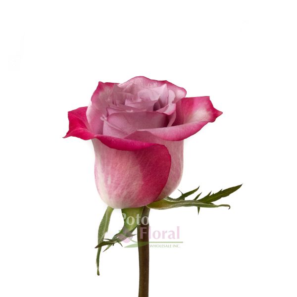 【ROSE ROSE】LIQUIDATION　LP Pink X-Pression | Pink Garden Roses - Flower Explosion